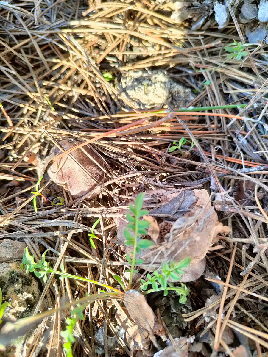 #Рядовка #мышонок#грибы