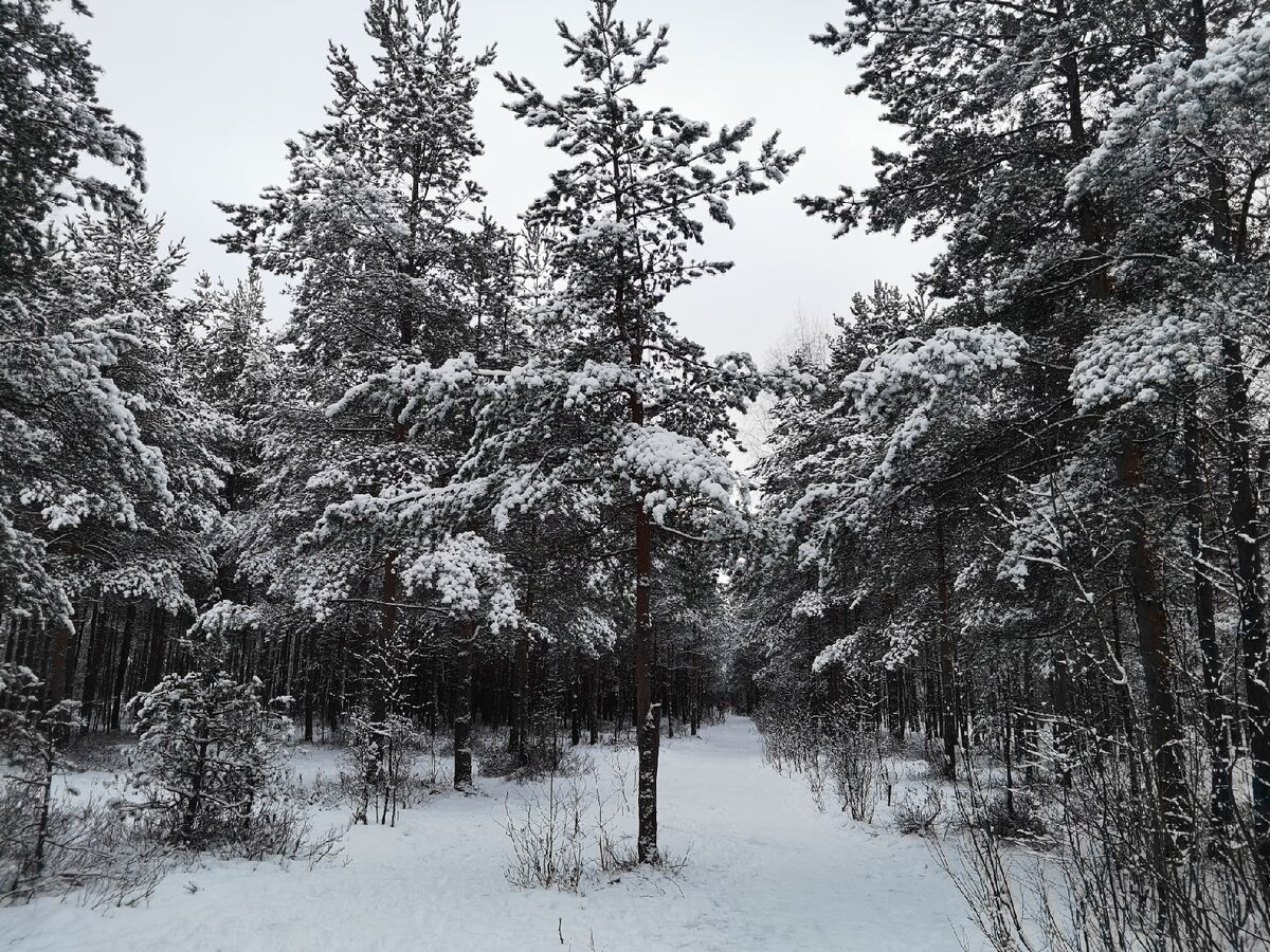 Зимняя Сосновка