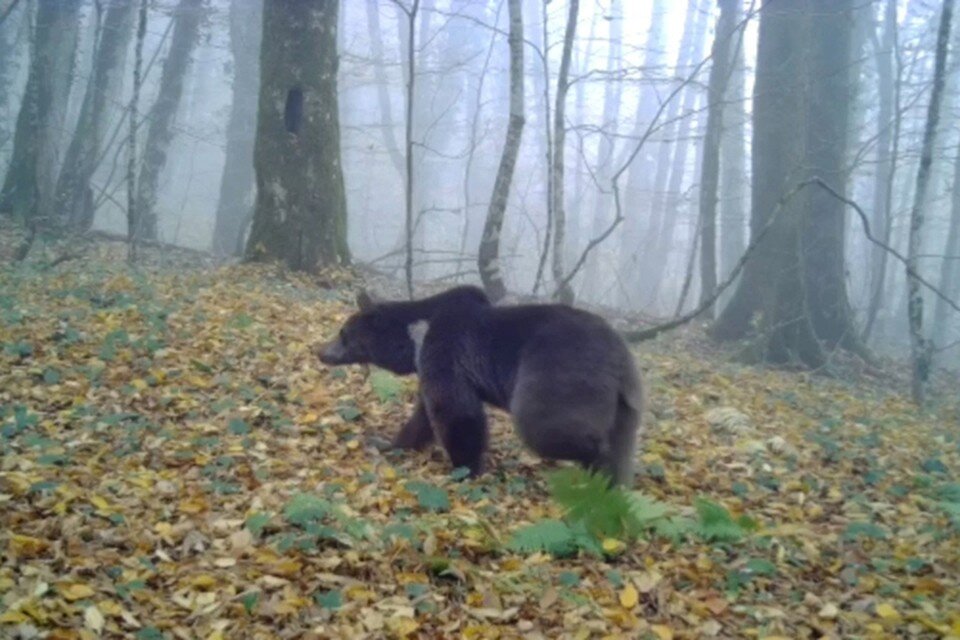     Камеры зафиксировали волка и медведя. Фото: нацпарк Сочи