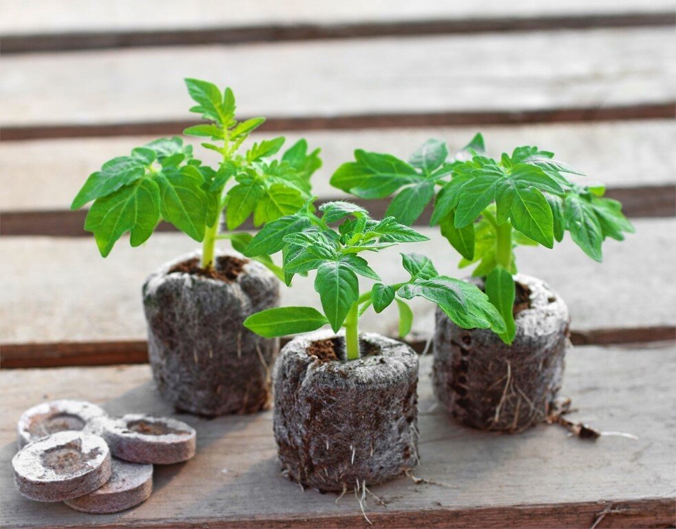 Фото: rassada.club