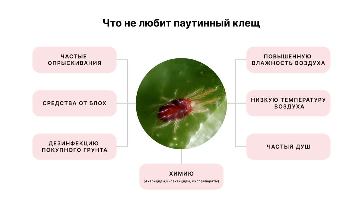 Как бороться с паутинным клещом? | Hibibloom | Гибискусы🌺 | Дзен