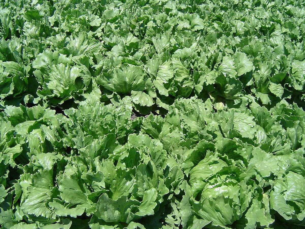 Салат, он же lactuca sativa