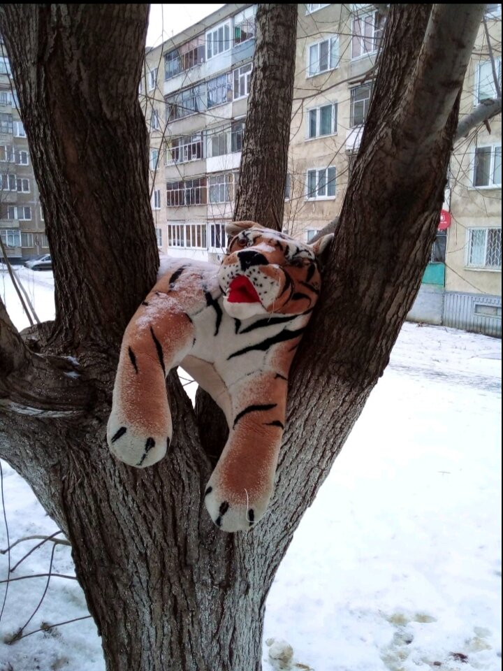 Тигр такой несчастный.  Он прислонил голову к ветке и в надежде вернуться в теплый дом смотрит на прохожих.