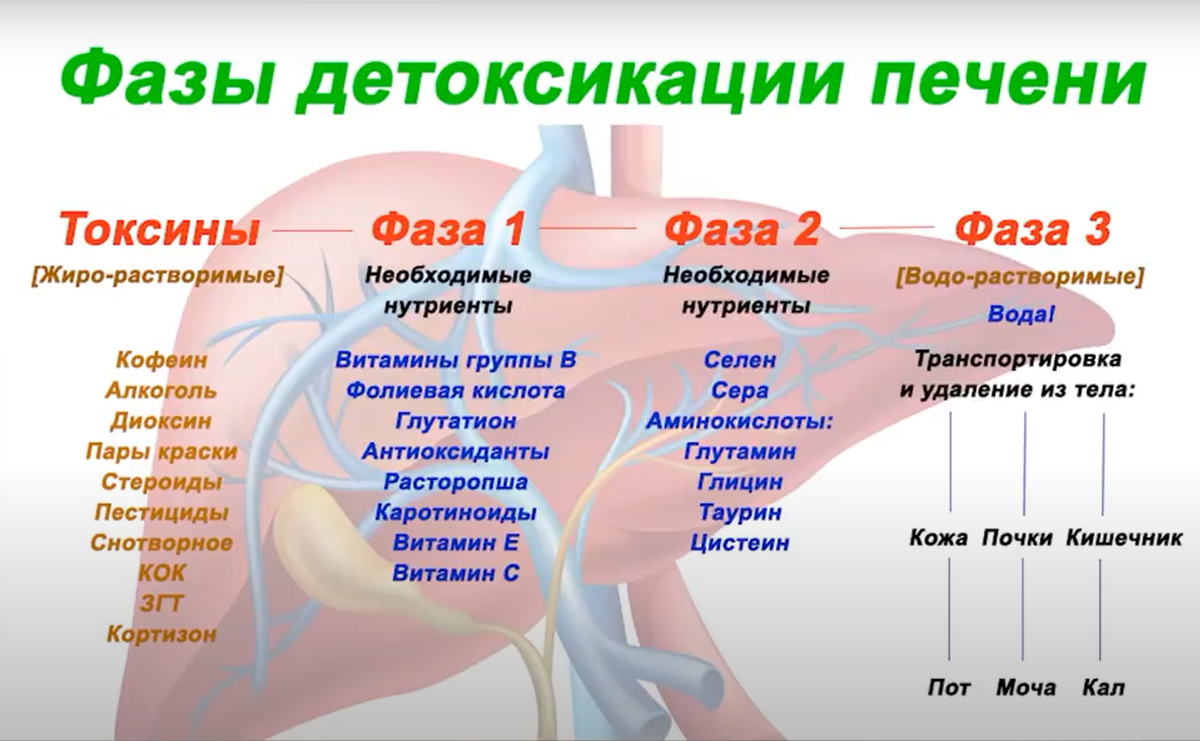 К токсичным веществам можно отнести и сахар. Он истощает наш организм на витамины группы В, магний, цинк, медь, которые необходимы для работы печени. Фруктоза также сильно нагружает печень, так как именно печень переводит фруктозу в глюкозу. Наши функции организма могут перерабатывать ограниченное количество фруктозы (примерно 30 гр. - допустимая норма в день). 