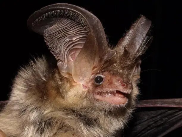 Ушан обыкновенный