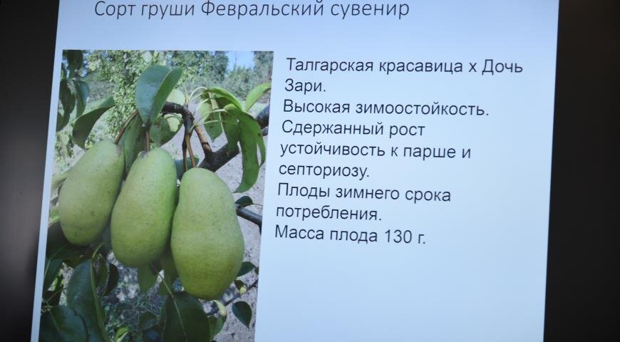 Груша сувенир описание фото 14 лучших сортов груш для посадки на дачу Supersadovnik.ru Дзен