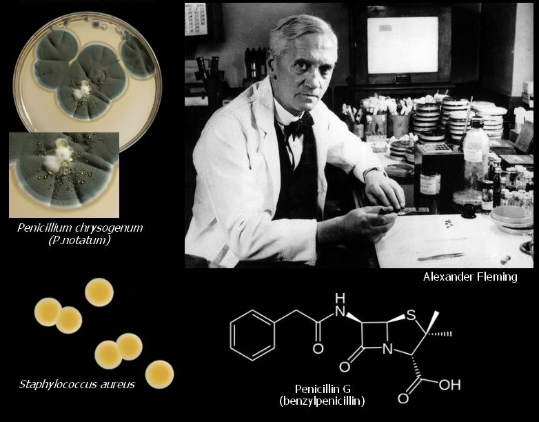 Alexander fleming discovered. Александр Флеминг пенициллин. Открытие антибиотиков Александром Флемингом. Изобретатель пенициллина Александр Флеминг. Александр Флеминг антибиотики.