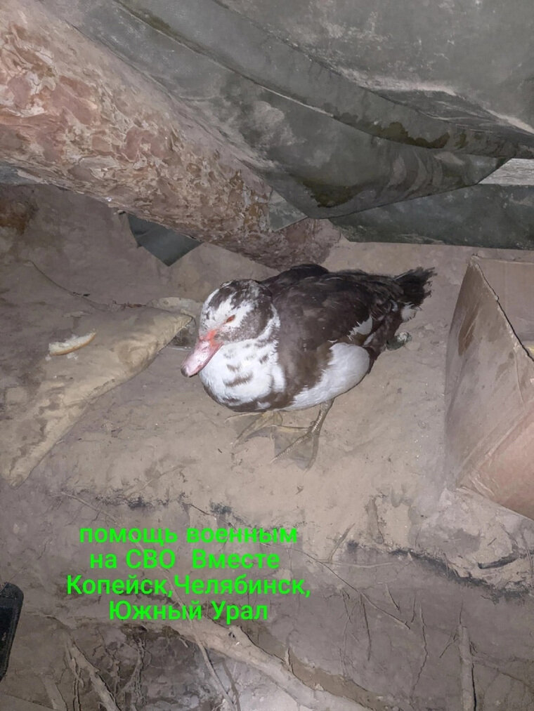    Утка по кличке Байден живет в землянке с бойцами