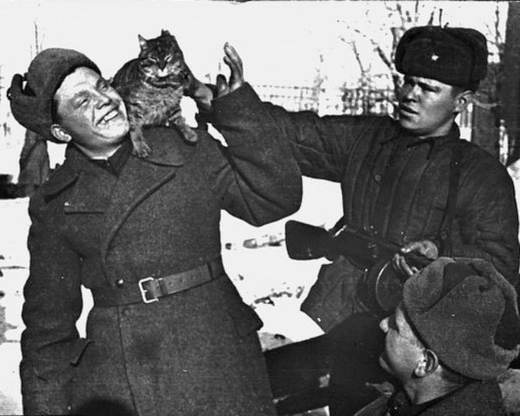 Кот партизан картинки
