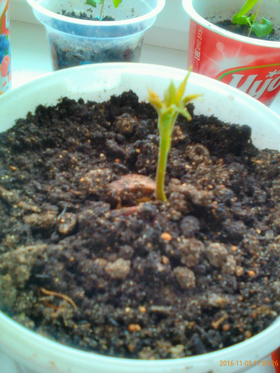 Росток грецкого ореха