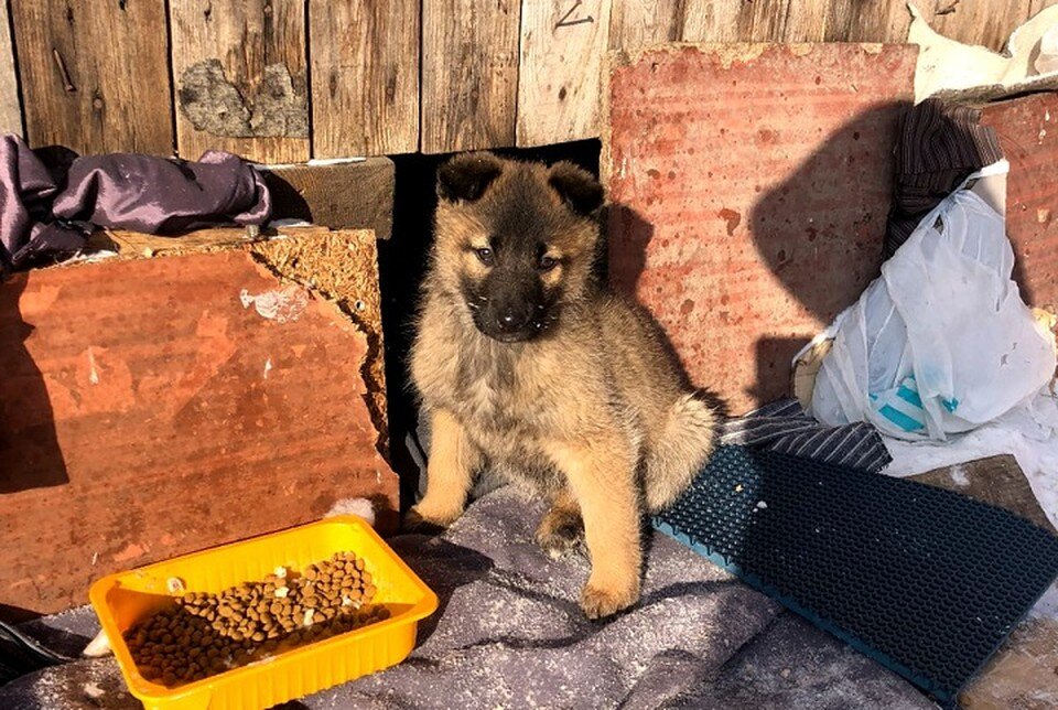     Щенков подкинули к сараю в январе, когда стояли морозы Фото: предоставлено редакции "КП" - Хабаровск"