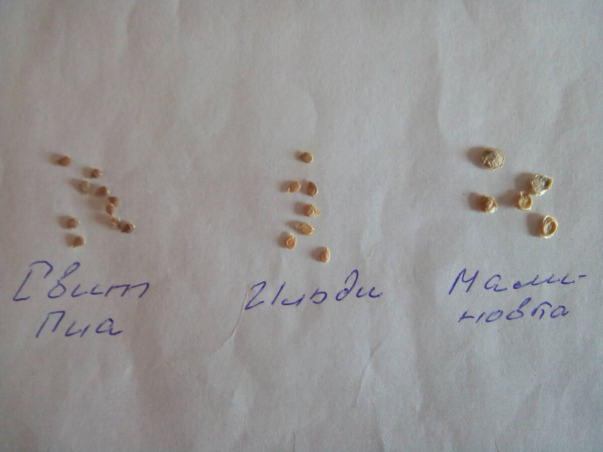 Семена по размеру различаются