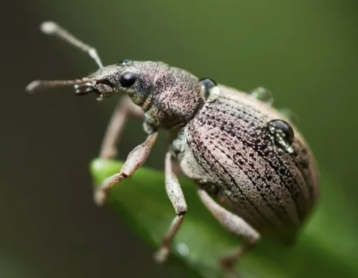 Цветоеда например