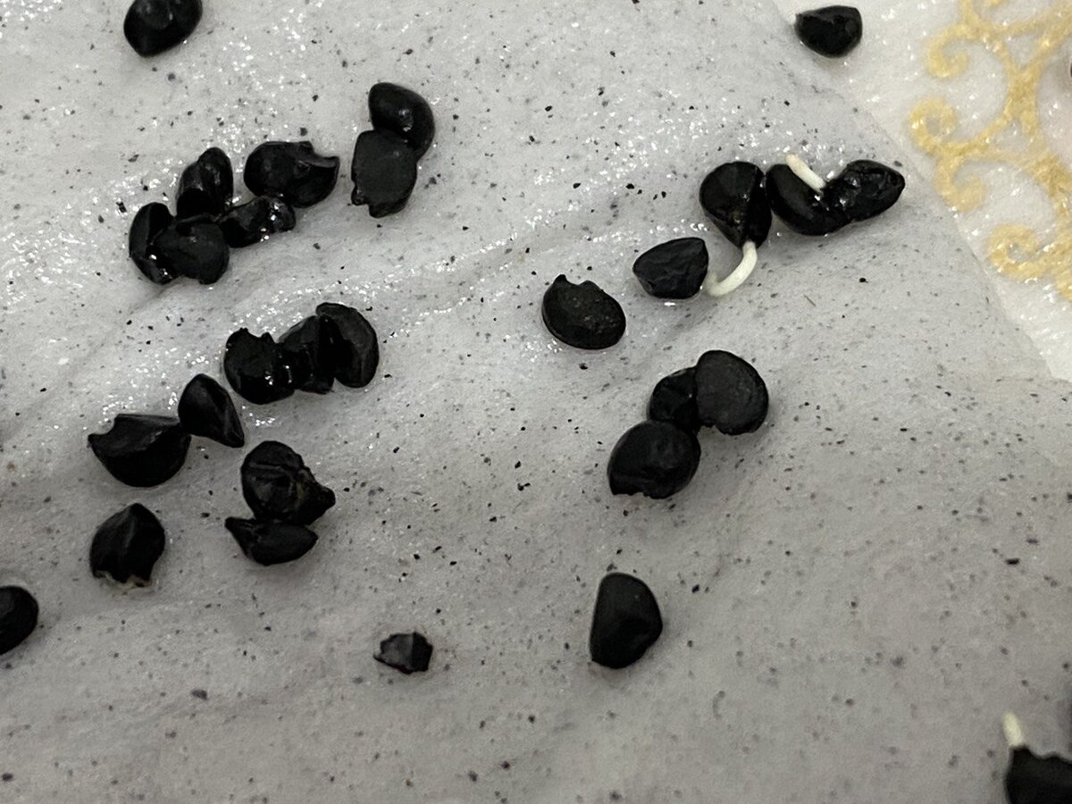 Семена. Некоторые проснулись и прорасли. 