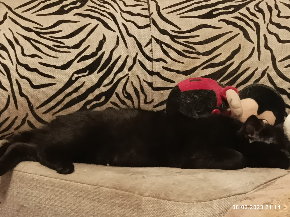 Лёлик спит. 