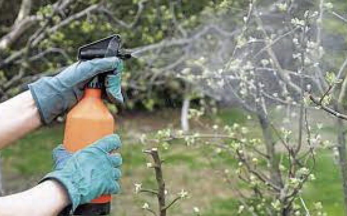 Как опрыскивать деревья