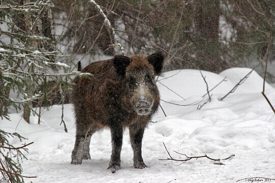    Фото: Мордовский заповедник