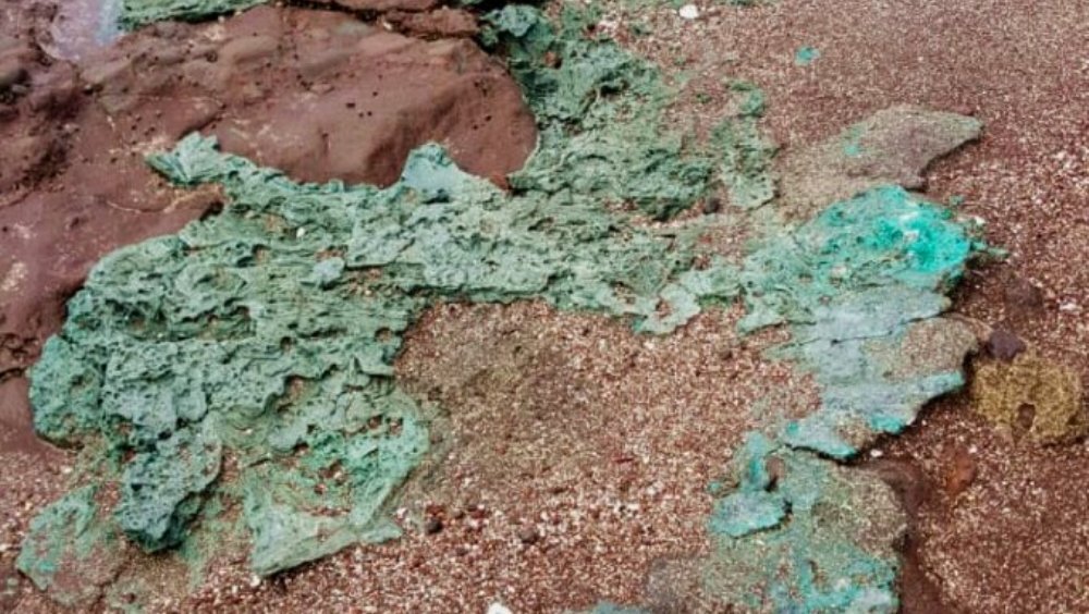    Фото: Fernanda Avelar Santos et al./Marine Pollution Bulletin, 2022