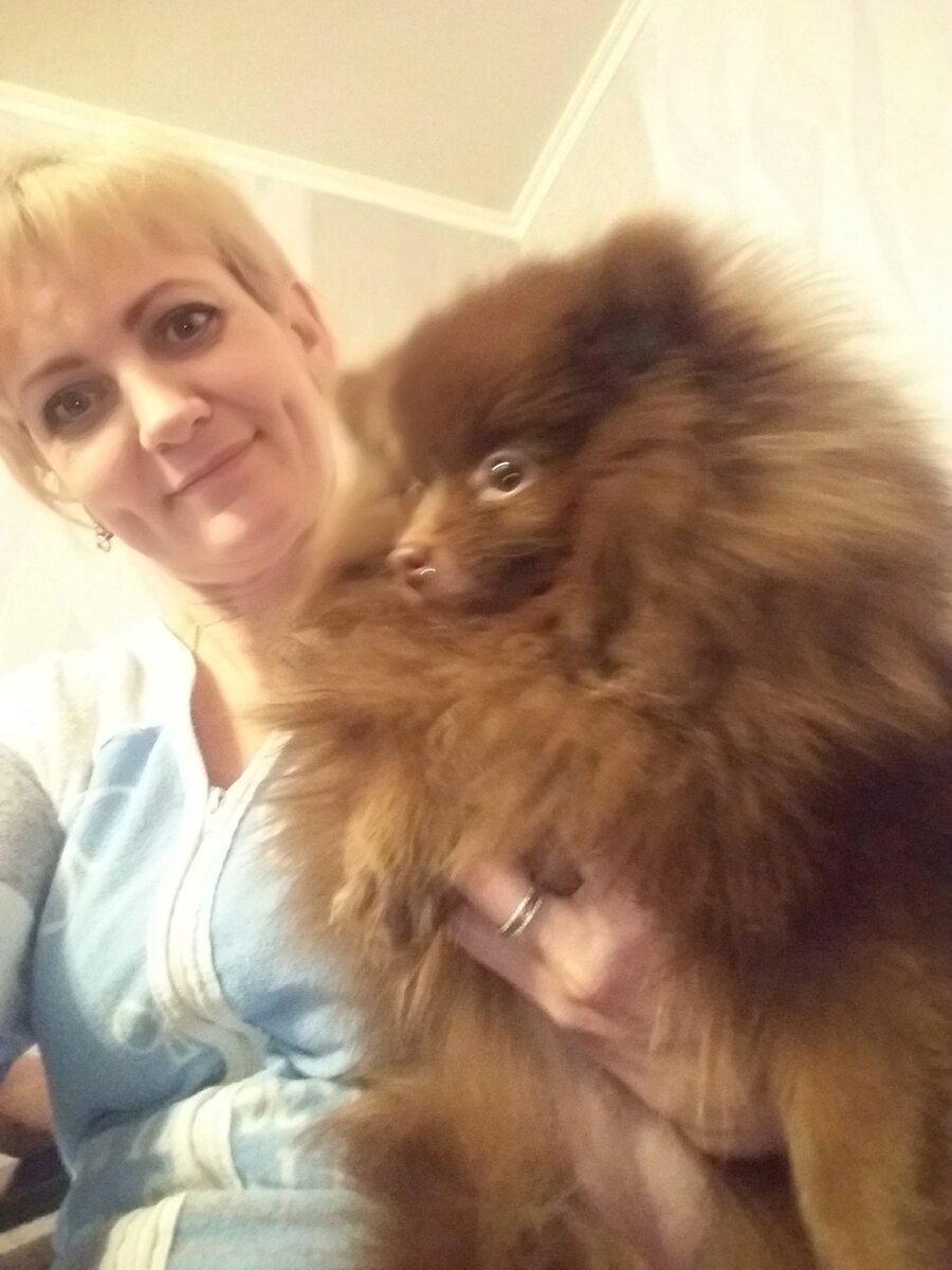 Варенька шоколадного окраса.