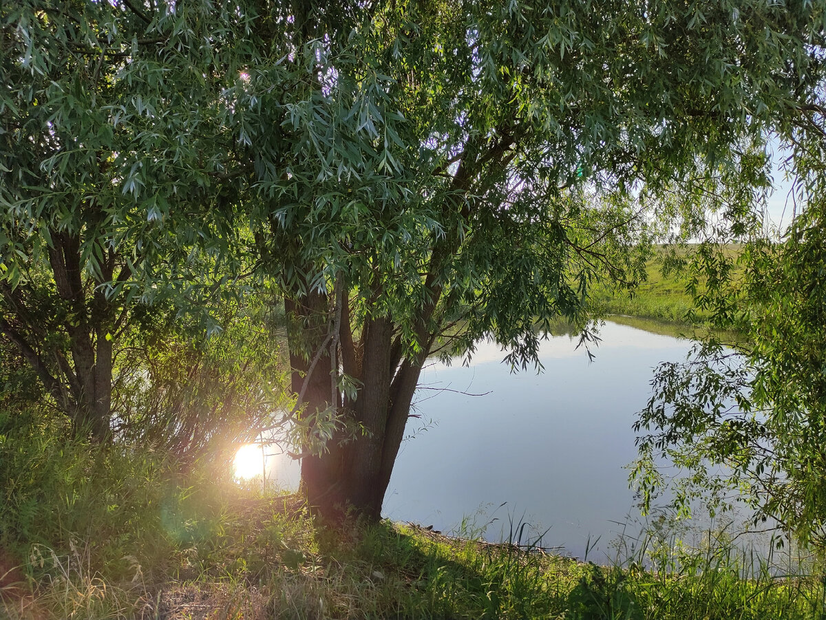 В лучах солнца
