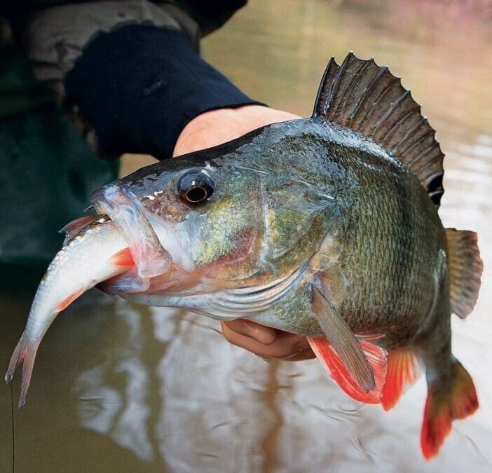 Фото с сайта: https://i.mycdn.me