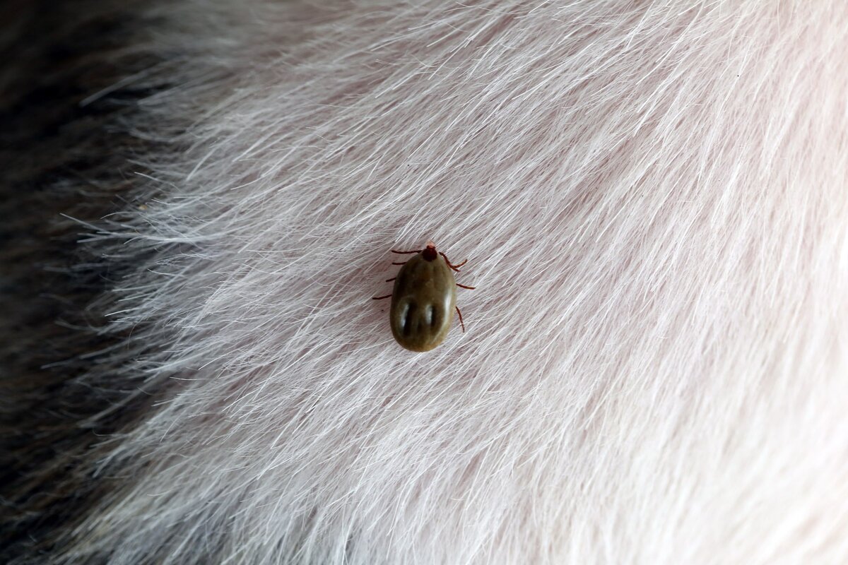 Клещ ещё не впился, его удаление позволит избежать опасных последствий