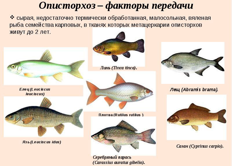Описторхоз в рыбе картинки