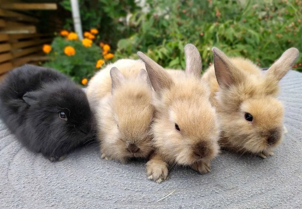 Декор кролики