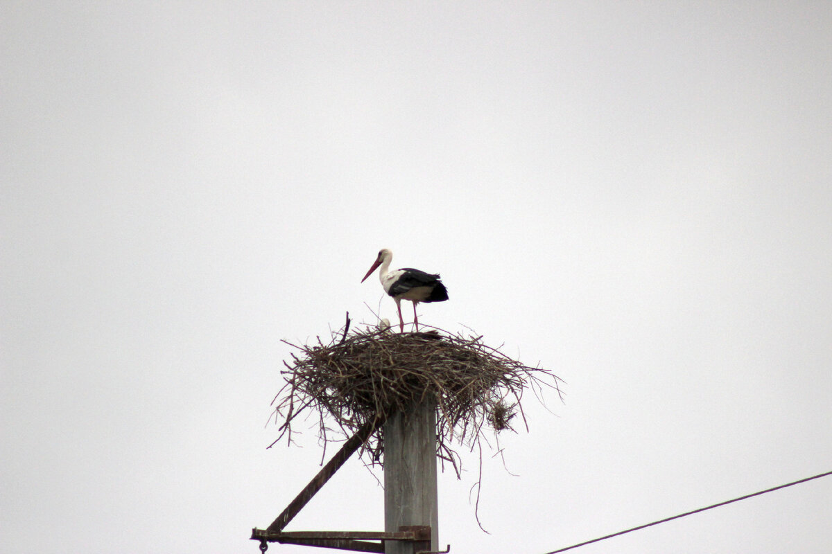Демографический кризис Узбекистану не грозит