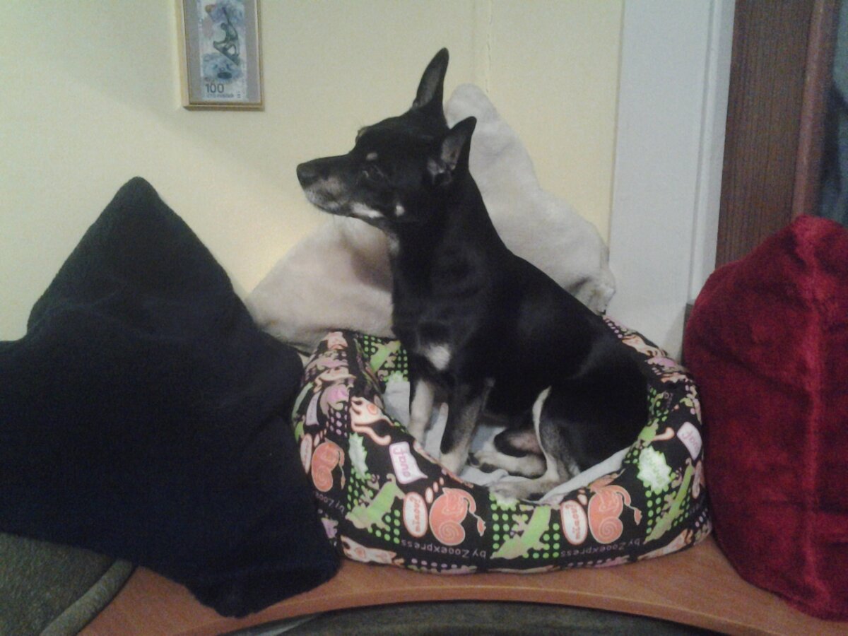 великолепный Сюся на своем месте