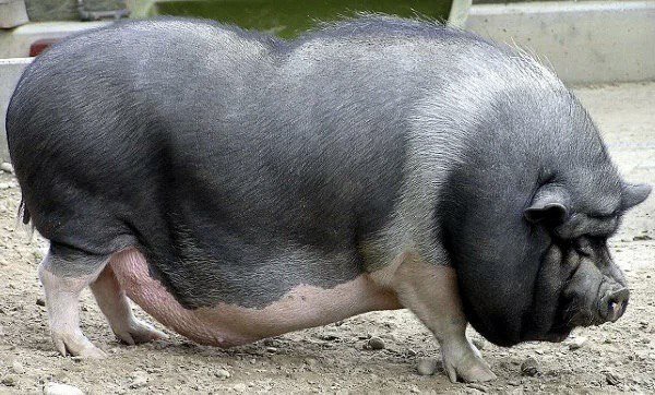 Кантор: порода свиней, особенности разведения и содержания