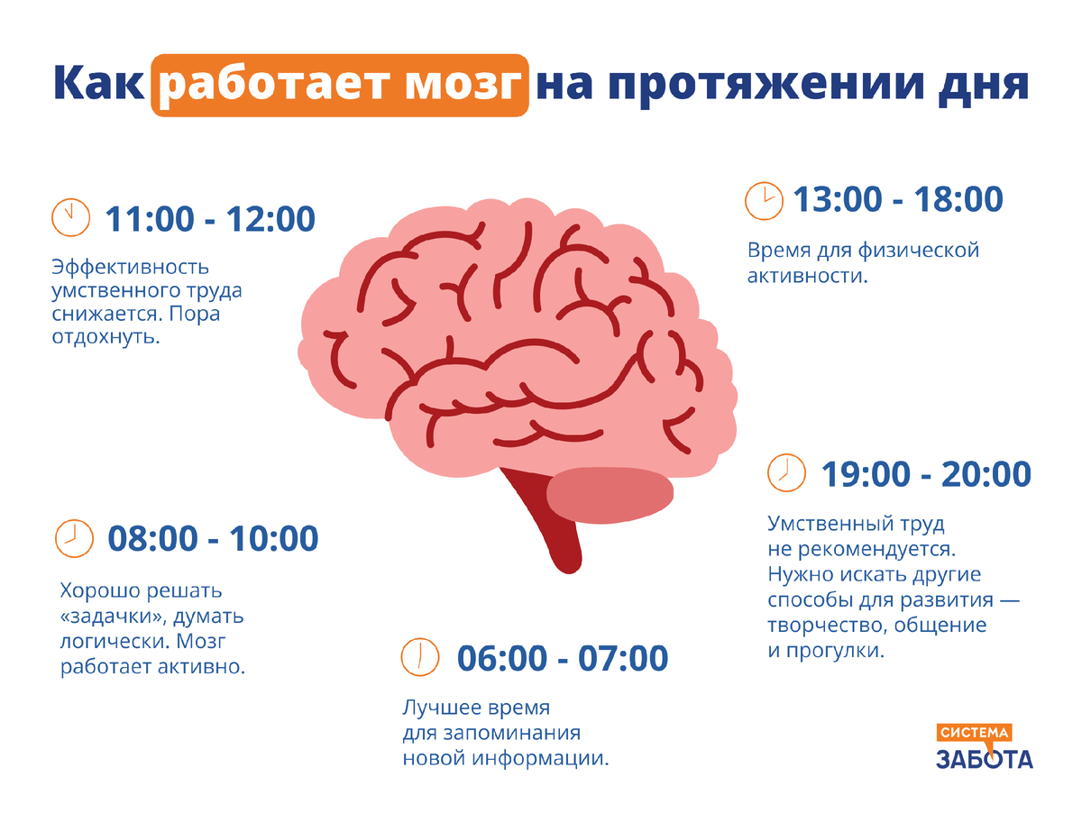 Есть ли лучшее время для физической активности и восстановления памяти?  Врач-реабилитолог знает ответ! | С заботой о пожилых | Дзен