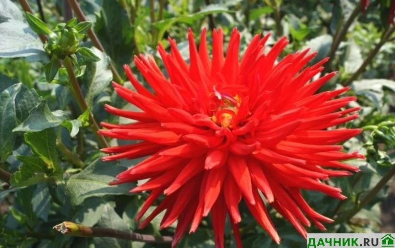 Сорта георгинов для срезки