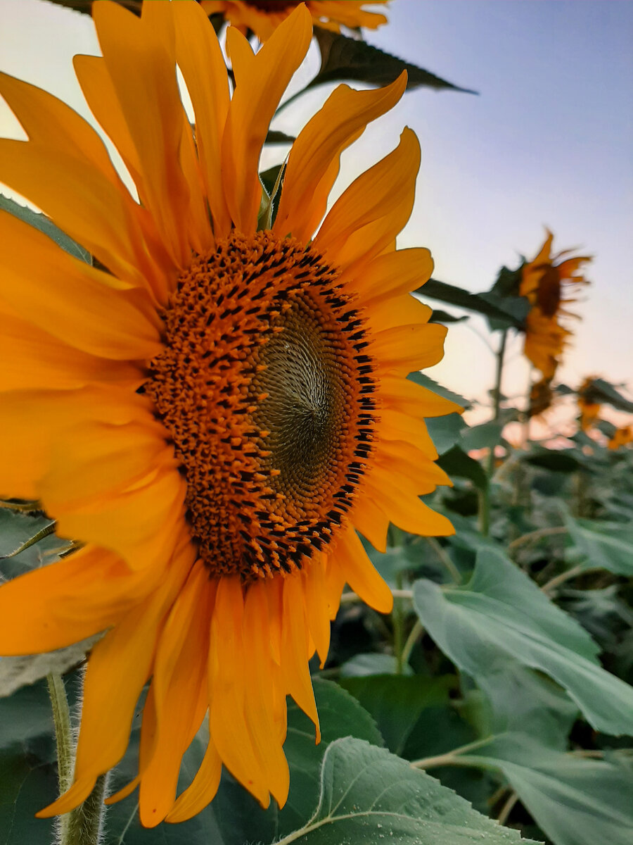 Подсолнух сложноцветные. Подсолнухи и голубое небо. Давай подсолнух. Подсолнухи в огороде. Кубань краснодарский край.