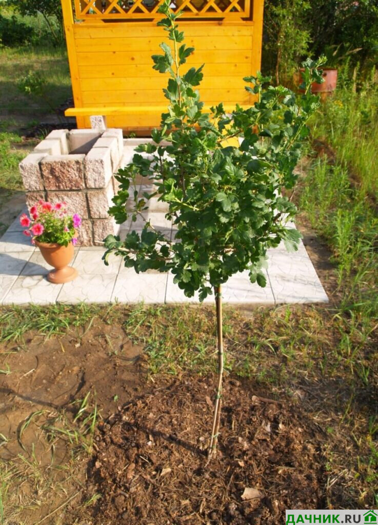 Выращивание крыжовника на штамбе: рекомендации от садовода