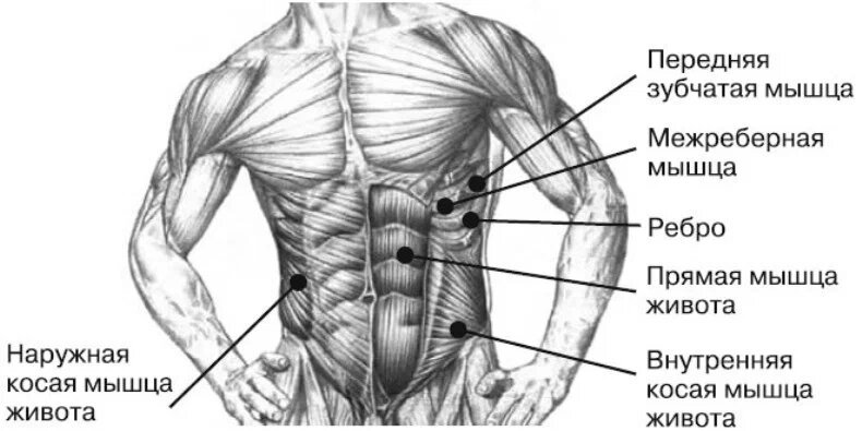 Мышцы живота рисунок анатомия