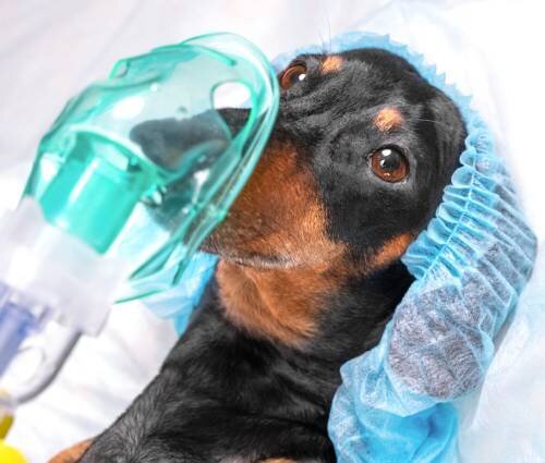 Подготовка кормления