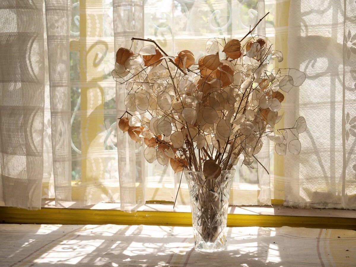 Цветок Лунник (Перламутровый цветок). Фото с интернет источников