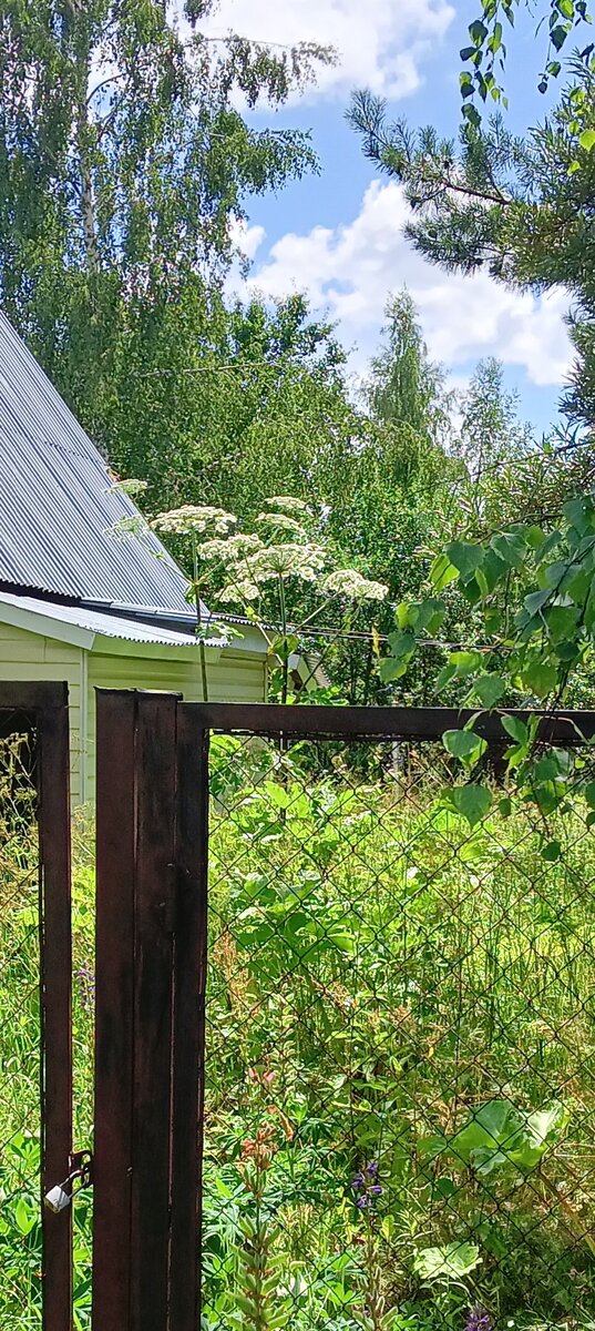 Фото к публикации про соседский участок с борщевиком