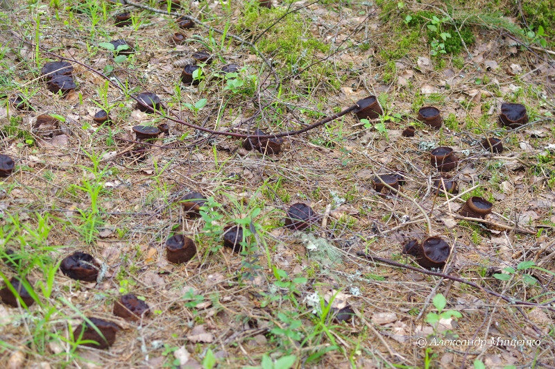 Фото: vk.com, Новгородская область 