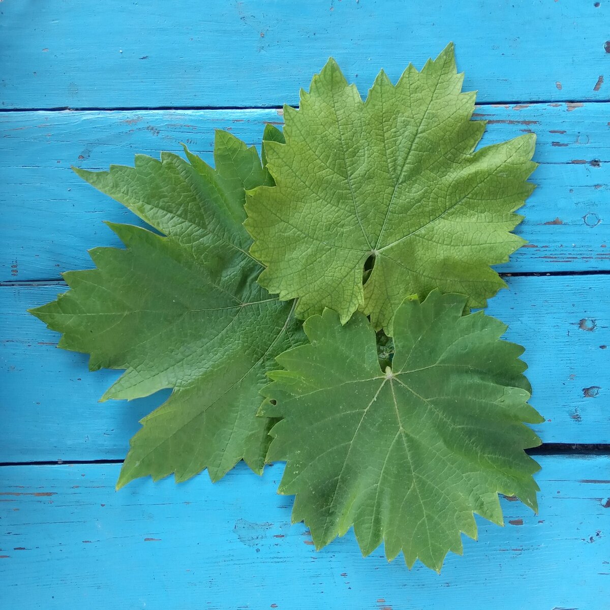 Как сделать виноградные листья для долмы мягкими соленые? — вопросы-ответы