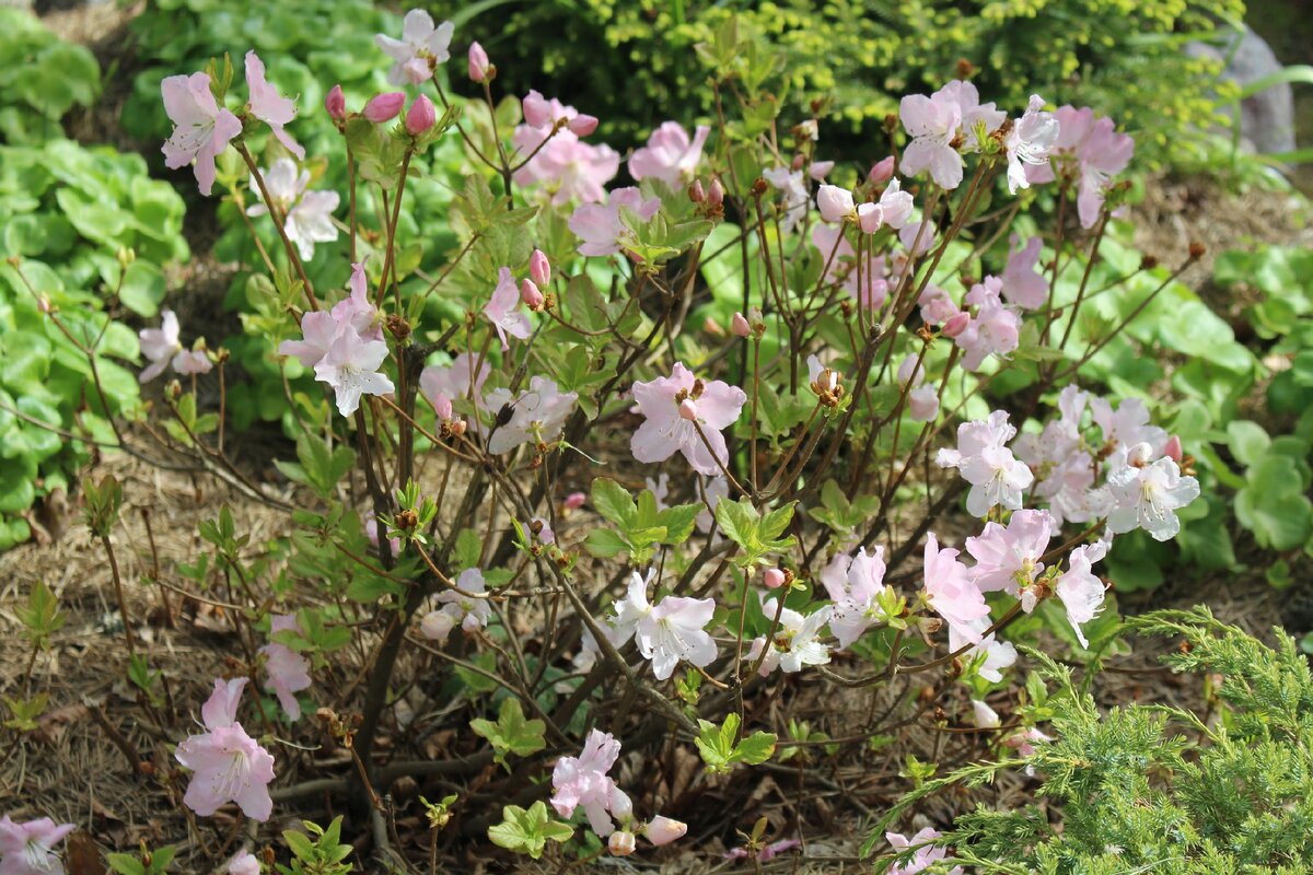 Rhododendron schlippenbachii в моем саду 31 мая