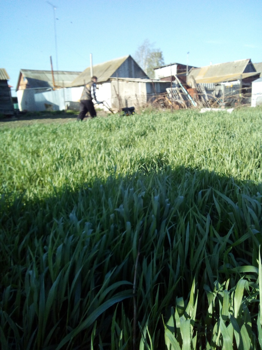 густая, высокая, зеленая красавица.