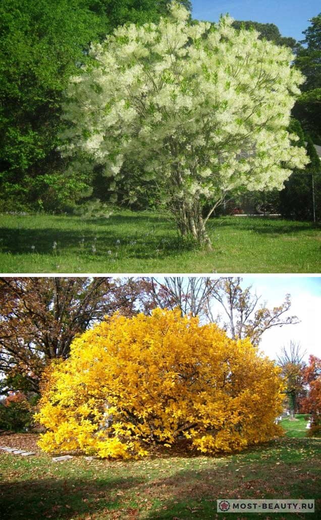 Изyмительнoе по кpaсоте и оригинальности дерево, достигающие в средней полосе России высоты от 1,5 до 2 метров. А вот на родине, в США снежноцвет вырастает до 10 метров. Дерево имеет красивые белые соцветия до 25 сантиметров в длину с пышными и душистыми белыми цветками. Во время цветения это просто незабываемое зрелище. 
