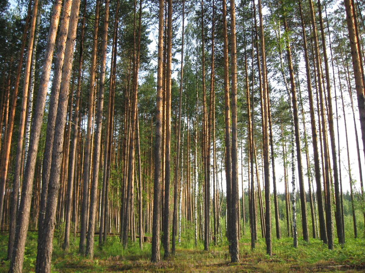 Корабельные сосны