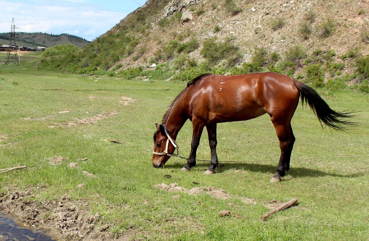 У подножия Утёса пасется лошадка. Запомните её - потом я покажу эту лошадку сверху.