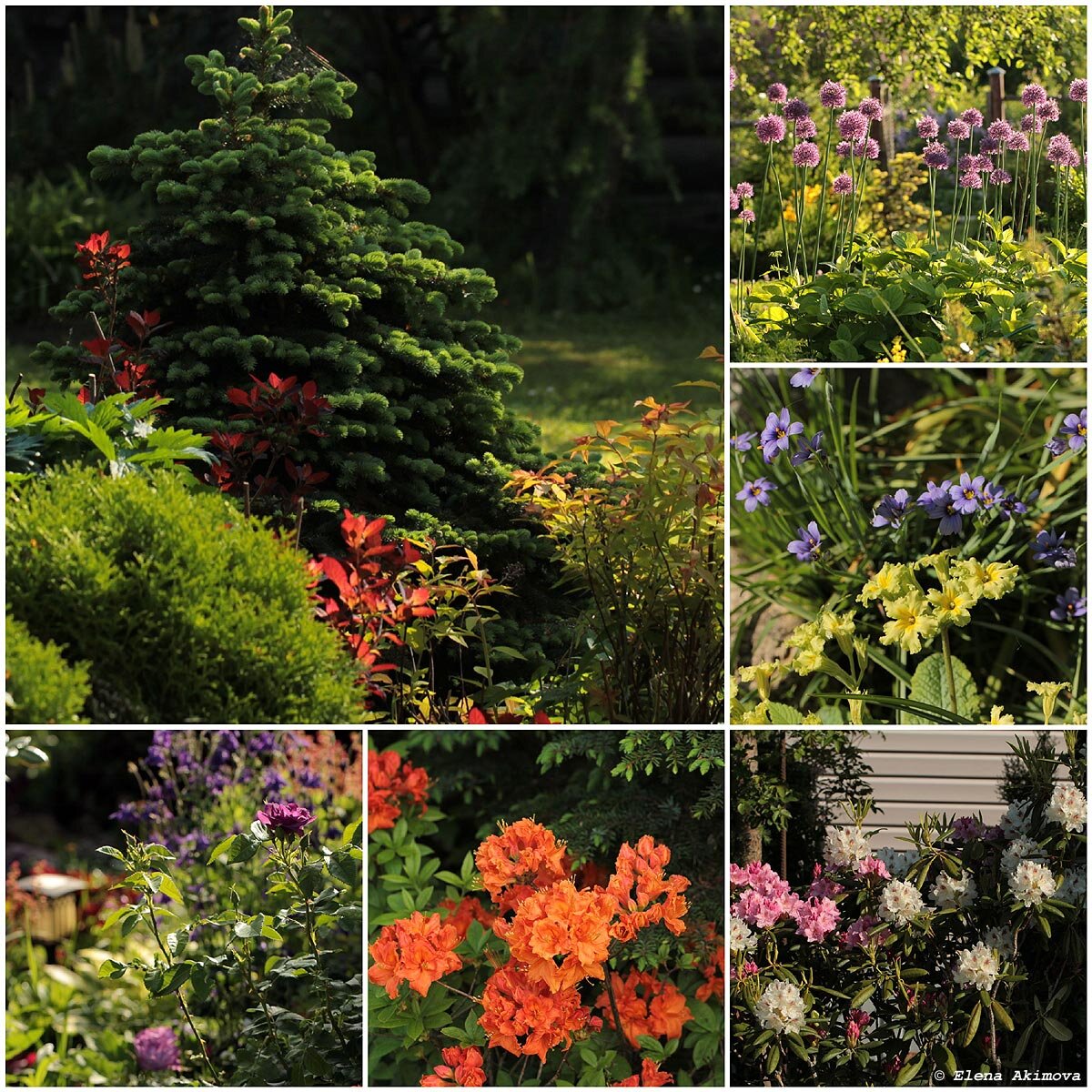 Тенелюбивые плодовые кустарники