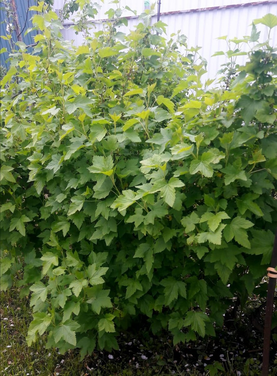 Черная смородина