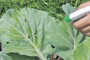 Лепидоцид. Произведён из спор почвенных полезных бактерий. Обладает воздействием на кишечник. Препарат вызывает паралич ЖКТ гусеницы в течение четырёх часов. Спустя сутки организм вредителя полностью заражается бактериями. Результатом действия лепидоцида является полный отказ способности к передвижению и приёму пищи. На протяжении семи дней насекомое полностью погибает. Кроме того резкий запах препарата помогает отпугивать бабочек и они не откладывают на капусте яйца. Обработку нужно делать утром или вечером, когда нет прямых солнечных лучей. На десять литров воды берут двадцать-тридцать грамм препарата. Повторно обработку проводят через восемь суток.