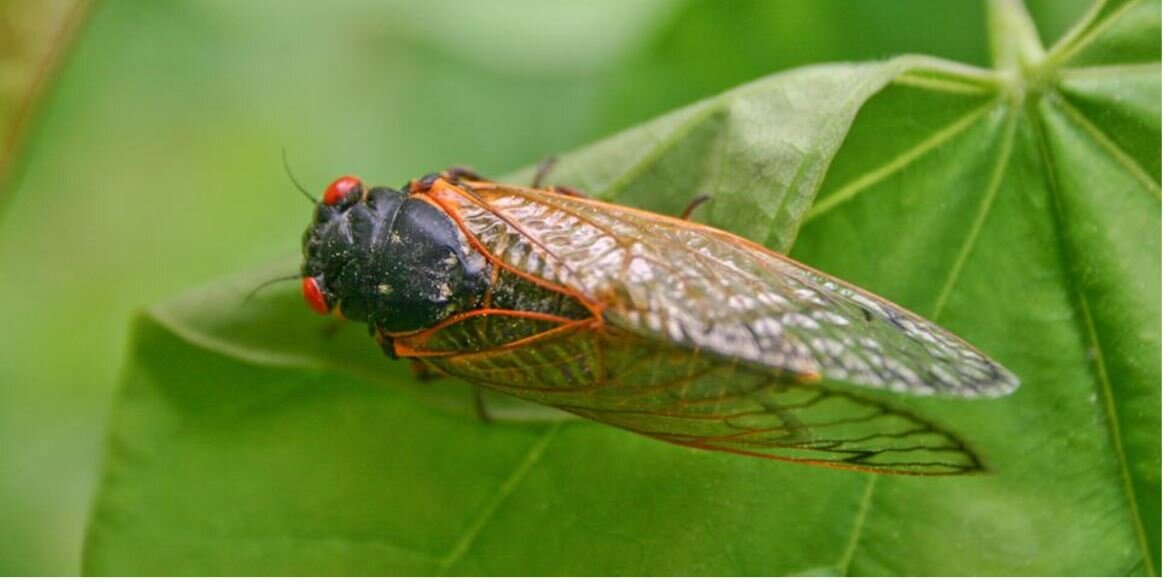 Цикада с ее smart wings.